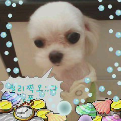 마르티스 이미지